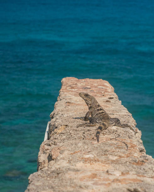 istock Iguana On Cliffs In Isla Mujeres Mexico 1438969279