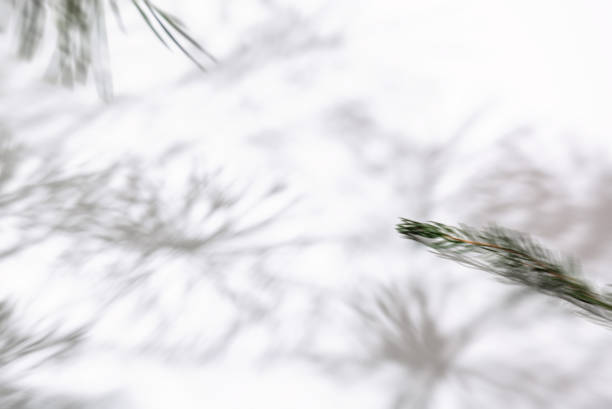 istock Texture of Shadow of Christmas tree 1438970323