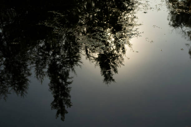 istock Water in pond. Reflection in water. Lake in park. 1438970344