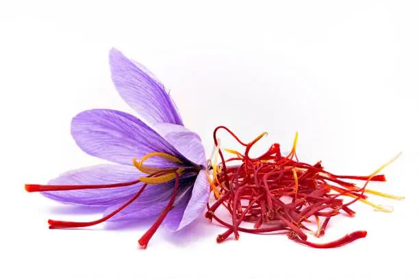 Saffron (Crocus sativus) flowers and spice dried on white background