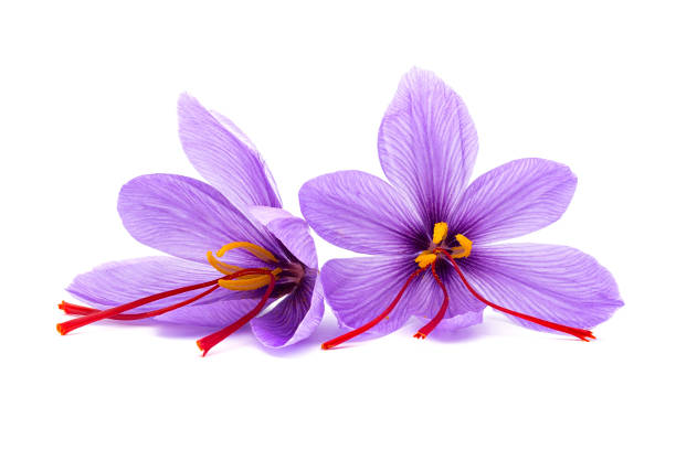 istock Saffron (Crocus sativus) flower.  stigmas in evidence. spice dried 1438971471
