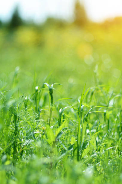 istock Fresh green grass, bright dawn on a sunny day. Soft focus, bokeh and blur. Natural summer background. Vertical photo 1438972073