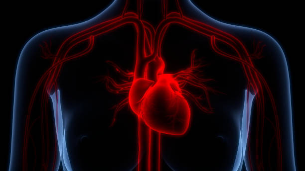 Human Circulatory System Heart Anatomy