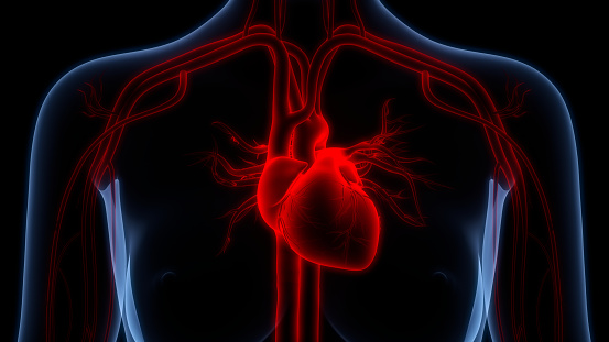 3D Illustration Concept of Human Circulatory System Heart Anatomy