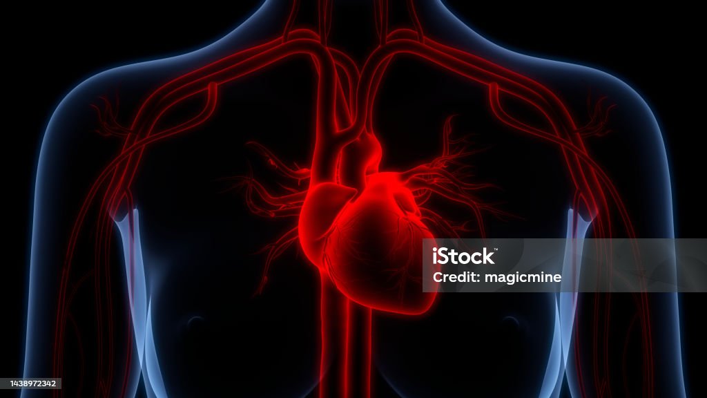 Human Circulatory System Heart Anatomy 3D Illustration Concept of Human Circulatory System Heart Anatomy Atrial Fibrillation Stock Photo