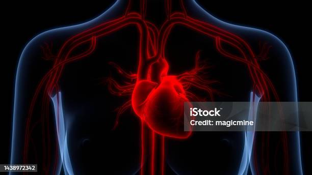 Human Circulatory System Heart Anatomy Stock Photo - Download Image Now - Atrial Fibrillation, Anatomy, Heart - Internal Organ