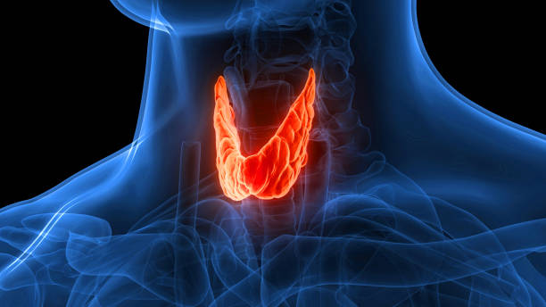 anatomia della ghiandola tiroidea delle ghiandole del corpo umano - goiter foto e immagini stock