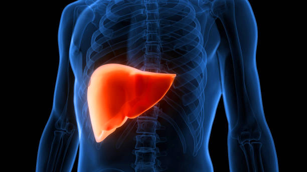 istock Human Internal Digestive Organ Liver Anatomy 1438972441