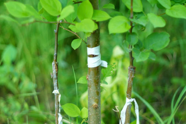 istock Live cutting fat grafting apple tree inc left with growing buds. Used in gardening. Selective focus 1438973510
