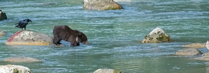 A young grizzly standing on a rock in the river in Alaska