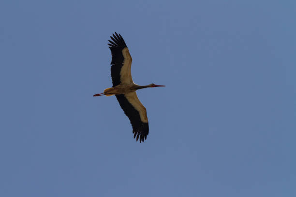 istock stork photograph taken with its wings revealed while flying 1438974287