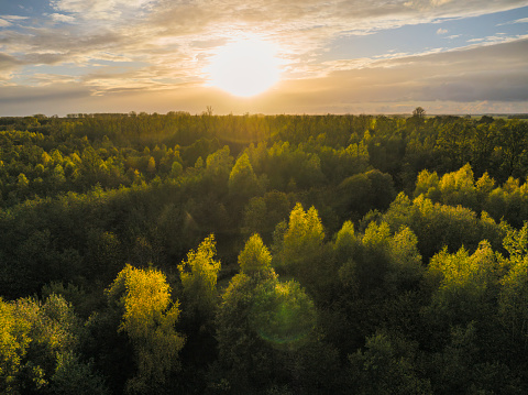 Autumn forest with colorful leaves seen from above during a beautiful fall sunset. The leaves on the trees are changin color in this woodland in Flevoland, Netherlands.