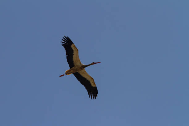 istock stork photograph taken with its wings revealed while flying 1438974881