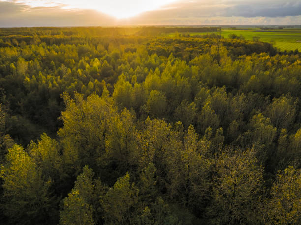istock Autumn forest with colorful leaves seen from above 1438975440