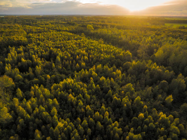 istock Autumn forest with colorful leaves seen from above 1438975478