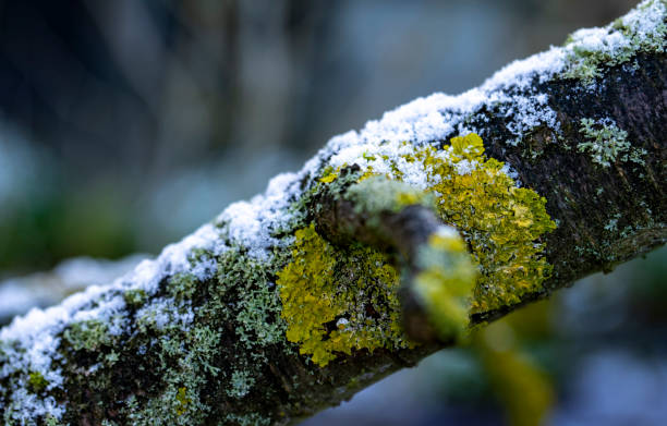 A light dusting of snow on a plum tree branch.