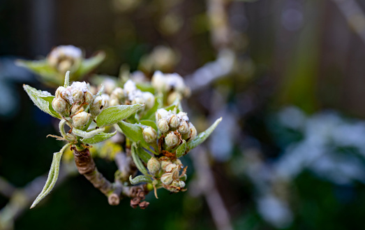 A light dusting of snow on apple blossom buds.