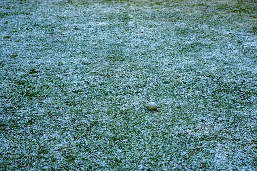 A light dusting of snow on a lawn in a suburban back garden in England.