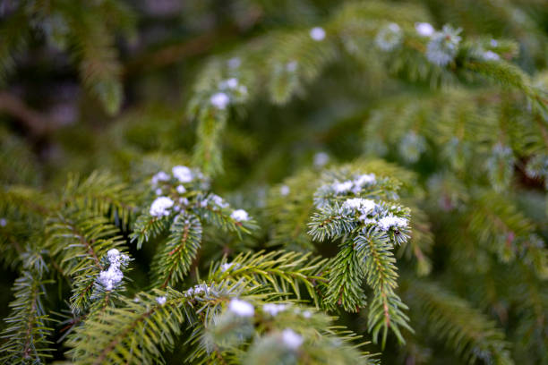 Photo of A light dusting of snow on a Christmas tree branch