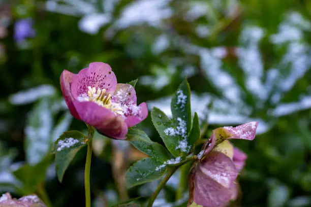 A light dusting of snow on a hellebore flower.
