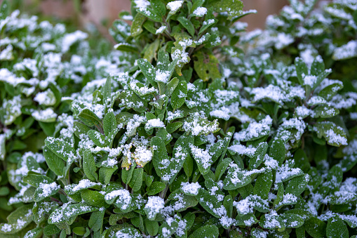 A light dusting of snow on sage leaves.