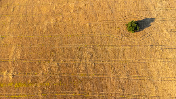istock aerial views of cereals 1438975842