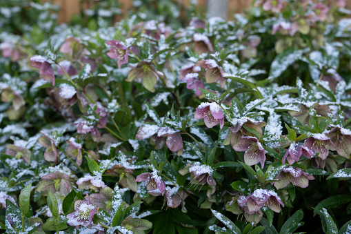 A light dusting of snow on a hellebore flowers.