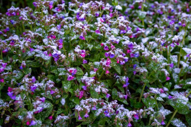 A light dusting of snow on a lungwort flowers.