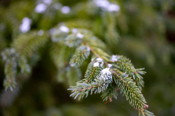 A light dusting of snow on a Christmas tree branch