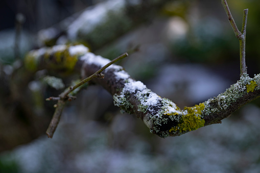 A light dusting of snow on a plum tree branch.