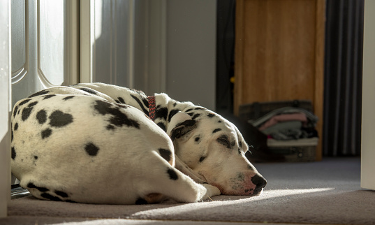A sleepy Dalmatian in a suburban bedroom.