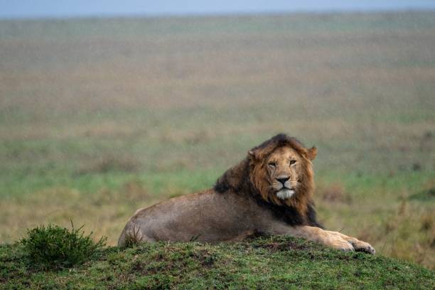istock Barbary lion laying on the grass before the landscape 1438977698