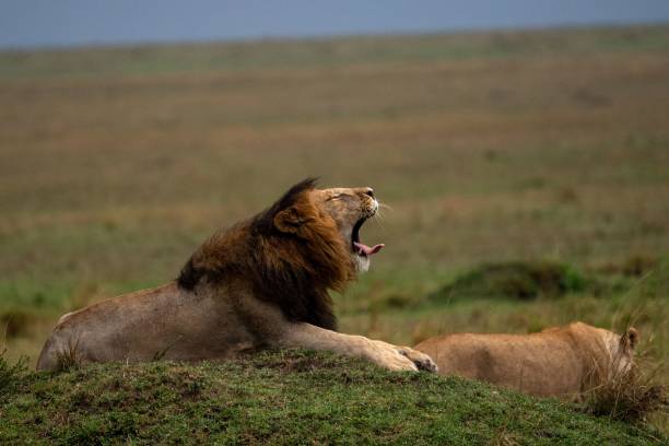 istock Barbary lion roaring while laying on the grass before the landscape 1438977710