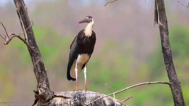 istock woolly-necked stork or white-necked stork (Ciconia episcopus) 1438978817