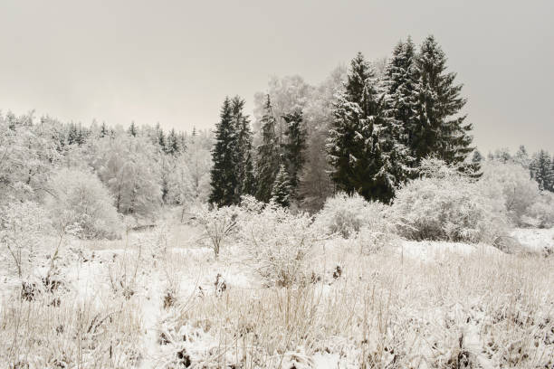 Natural winter landscape - fotografia de stock