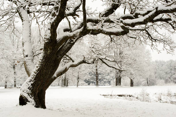 istock Natural winter landscape 1438979774