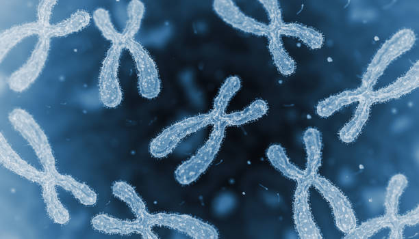 chromosome. microscope slide. - chromosome imagens e fotografias de stock