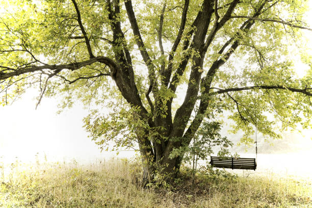 istock Wooden swing hanging from a tree branch in a field under the sunlight 1438981632