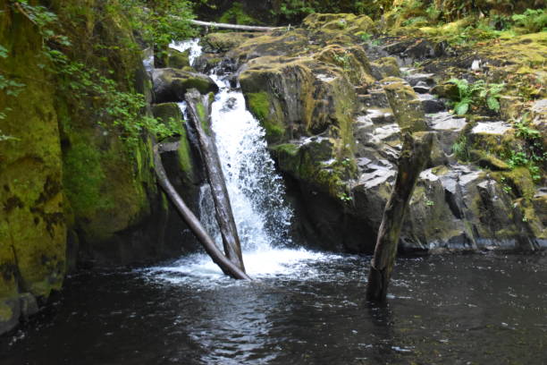 istock Sweet Creek Falls Waterfall along Hiking Trail Complex near Mapleton Oregon. America. 1438981698