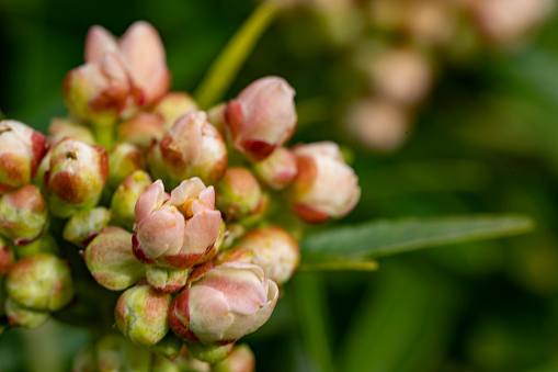 Apple blossom buds in spring.