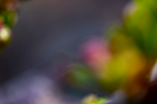 Out of focus background of apple blossom buds in spring.