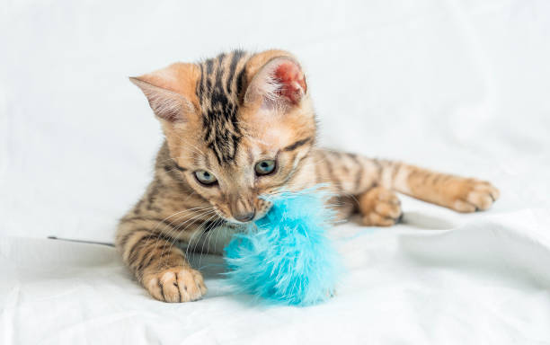 istock Cute small striped Bengal kitten sitting and playing with a blue toy 1438983943