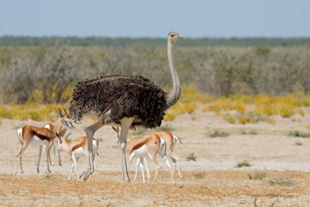 istock Female ostrich (Struthio camelus) with springbok antelopes, Etosha National Park, Namibia 1438984186