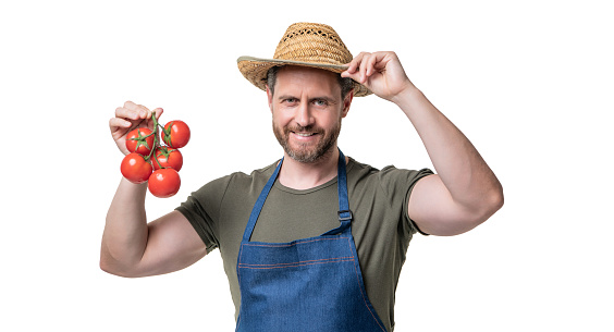 harvester in apron and hat with tomato bunch isolated on white.