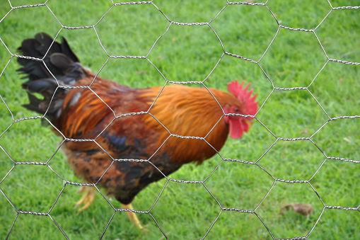 Chicken behind wire mesh