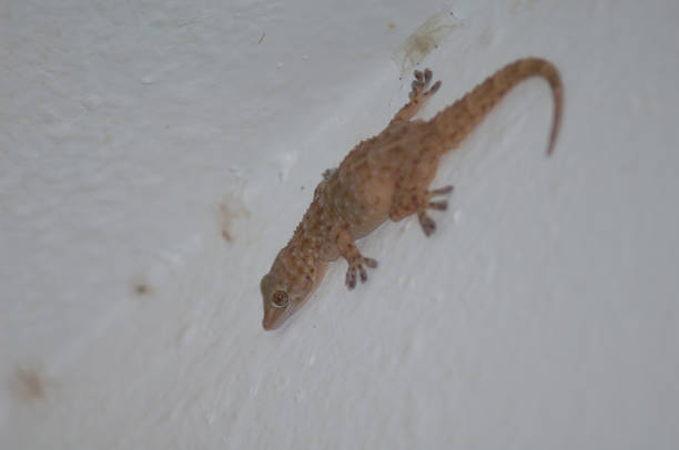 istock Gecko and spider hidden in its web at the top. 1438988123