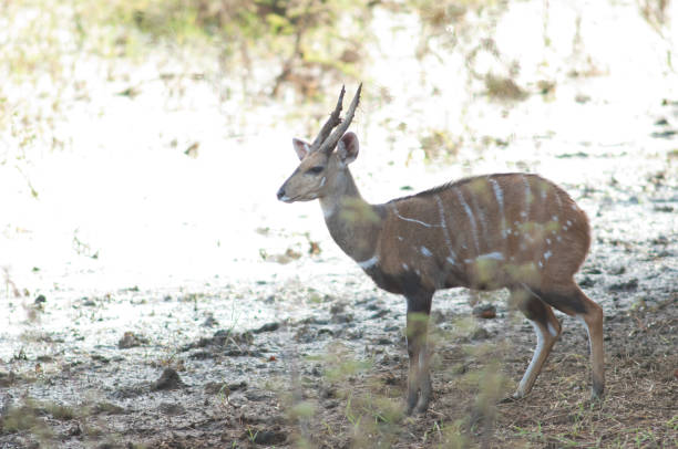 istock Male bushbuck. 1438988247