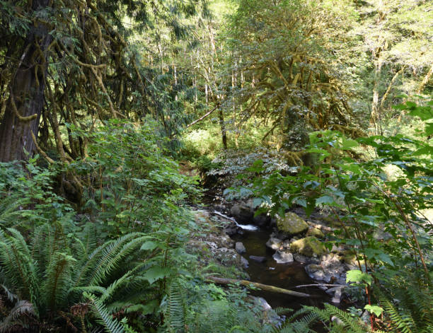 istock Hiking Trail views at Sweet Creek Falls Waterfall Complex near Mapleton Oregon. America. 1438989364