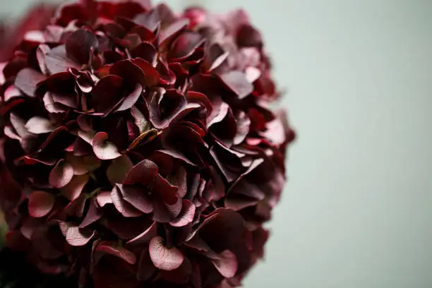 Photo of Dark burgundy and purple  hydrangea flower