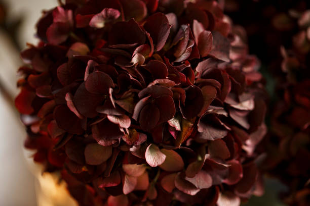 istock Dark burgundy and purple  hydrangea flower 1438990064